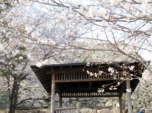 暘谷城趾の桜並木